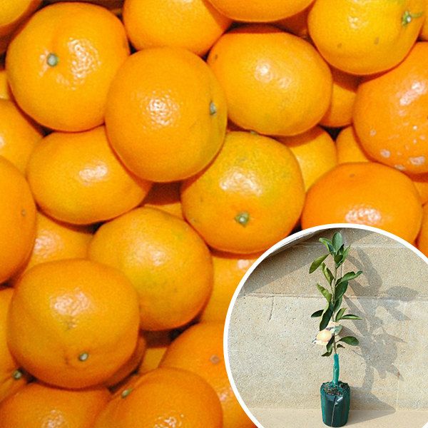 苗 苗木 100本セット 裸苗 温州 日南1号 樹高0.4 m前後 12裸苗 冬季 予約商品 にちなん ニチナン みかん 柑橘 接ぎ木 1年生 寒期は霜よけなど対策を 果樹苗 果樹 果樹園用 植木 木 kd 100本 100