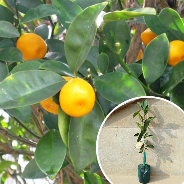 苗 苗木 100本セット 金柑 福寿金柑 樹高0 4 m前後 15 cmポット ふくじゅきんかん ふくじゅ フクジュキンカン フクジュ 大実金柑 柑橘 接ぎ木 1年生 素掘りポット苗 果樹苗 果樹 果樹園用 植木 木 kd 100本 100