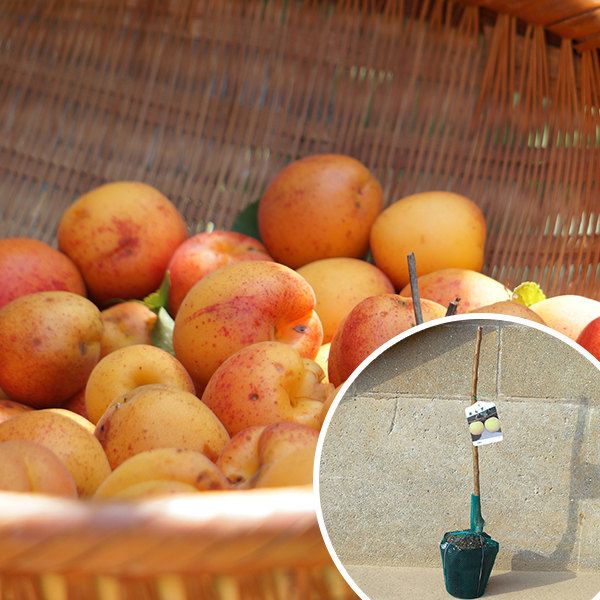 苗|苗木 20本セット 裸苗 あんず おひさまコット PVP 樹高0.6 m前後 15裸苗 冬季 予約商品 登録品種 苗木 1年生苗 あんずの木 1本でも実がなる 2種以上推奨 接ぎ木 苗 果樹苗 果樹 果樹園用 植木 木 ke 20本 20