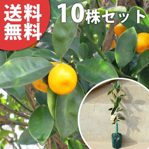 苗 苗木 10本セット 金柑 福寿金柑 樹高0.4 m前後 15 cmポット ふくじゅきんかん ふくじゅ フクジュキンカン フクジュ 大実金柑 柑橘 接ぎ木 1年生 素掘りポット苗 果樹苗 果樹 果樹園用 植木 木 kd 10本 10