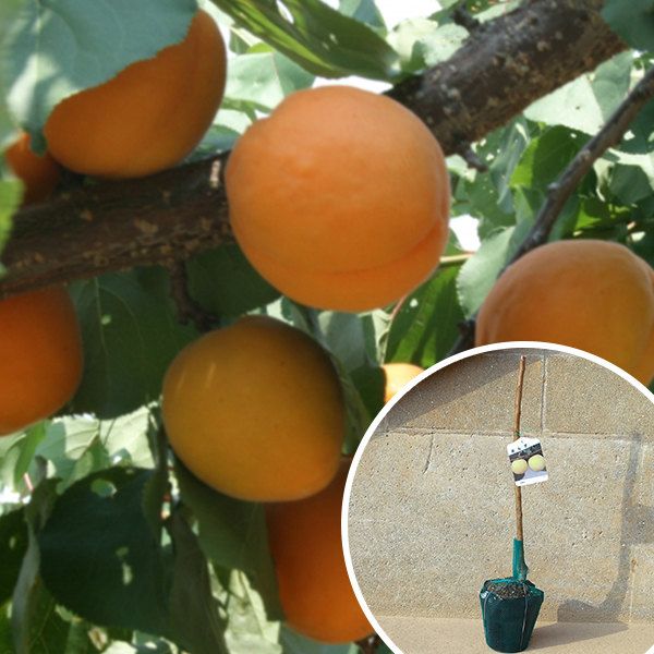 苗 苗木 20本セット 裸苗 あんず 平和 樹高0.6 m前後 15裸苗 冬季 予約商品 へいわ ヘイワ 1年生 あんずの木接ぎ木 果樹苗 果樹 果樹園用 植木 木 ke 20本 20