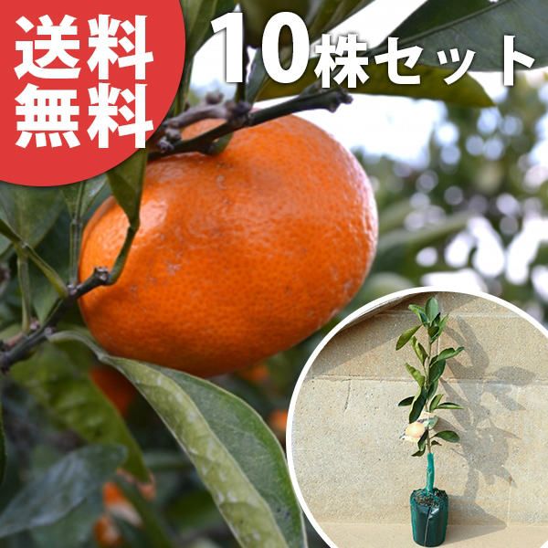 苗|苗木 10本セット 柑橘 べにばえ PVP 樹高0.4 m前後 15 cmポット ベニバエ みかん 接ぎ木 登録品種 みかんの木 苗木 1年生 苗 海外持出禁止 素掘りポット苗 果樹苗 果樹 果樹園用 植木 木 kd 10本 10