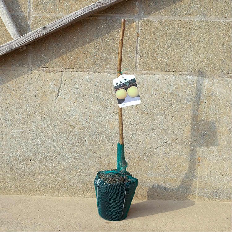 苗 苗木 30本セット 桃 日川白鳳 樹高0 6 m前後 15 cmポット ひかわはくほう ヒカワハクホウ モモ 接ぎ木 1年生 素掘りポット苗 果樹苗 果樹 果樹園用 植木 木 kd 30本 30