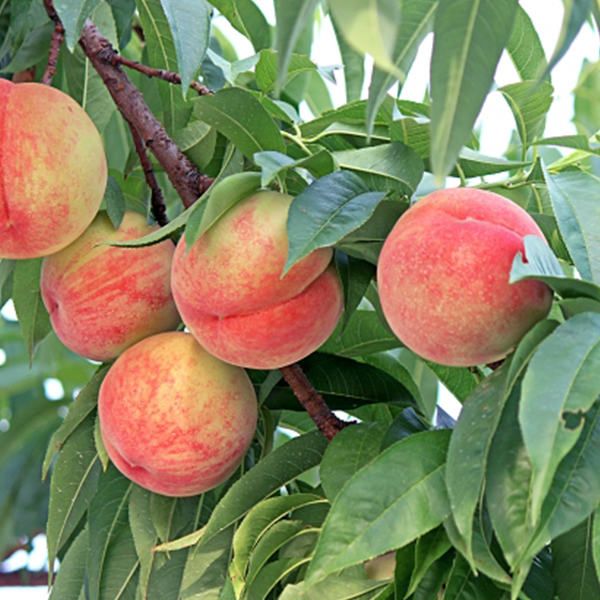 苗 苗木 30本セット 桃 日川白鳳 樹高0 6 m前後 15 cmポット ひかわはくほう ヒカワハクホウ モモ 接ぎ木 1年生 素掘りポット苗 果樹苗 果樹 果樹園用 植木 木 kd 30本 30