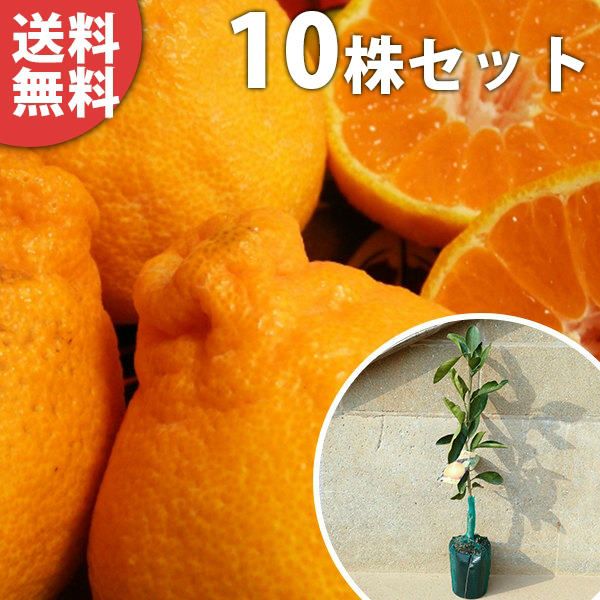 苗 苗木 10本セット オレンジ 不知火 樹高0.4 m前後 15 cmポット シラヌイ みかんの木 1年生 1本で実がなる しらぬい 接ぎ木 柑橘 素掘りポット苗 果樹苗 果樹 果樹園用 植木 木 kd 10本 10