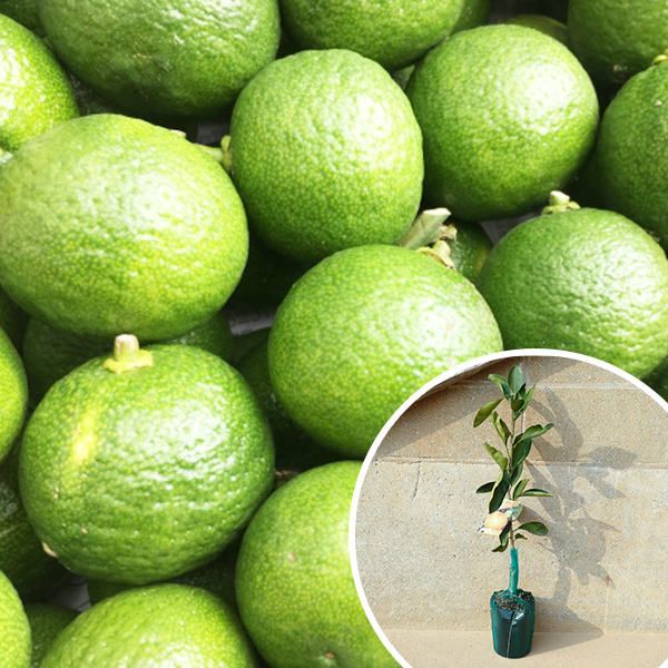 苗|苗木 100本セット 裸苗 カボス 樹高0.4 m前後 12裸苗 冬季 予約商品 苗木 1年生 1本で実がなる かぼすの木 かぼす 接ぎ木 苗 柑橘 寒期は霜よけなど対策を 果樹苗 果樹 果樹園用 植木 木 kd 100本 100