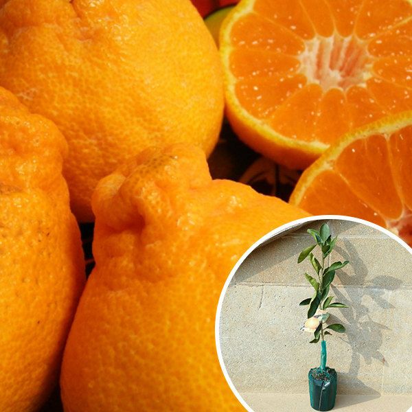 苗 苗木 15本セット オレンジ 不知火 樹高0 4 m前後 15 cmポット シラヌイ みかんの木 1年生 1本で実がなる しらぬい 接ぎ木 柑橘 素掘りポット苗 果樹苗 果樹 果樹園用 植木 木 kd 15本