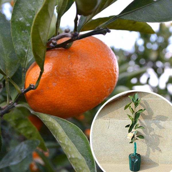 苗 苗木 30本セット 柑橘 べにばえ PVP 樹高0 4 m前後 15 cmポット ベニバエ みかん 接ぎ木 登録品種 みかんの木 1年生 海外持出禁止 素掘りポット苗 果樹苗 果樹 果樹園用 植木 木 kd 30本 30