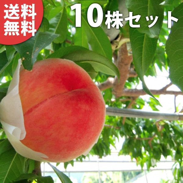 苗|苗木 10本セット 桃 あかつき 樹高0.6 m前後 15 cmポット アカツキ モモ 接ぎ木 苗木 1年生 苗 素掘りポット苗 果樹苗 果樹 果樹園用 植木 木 kd 10本 10