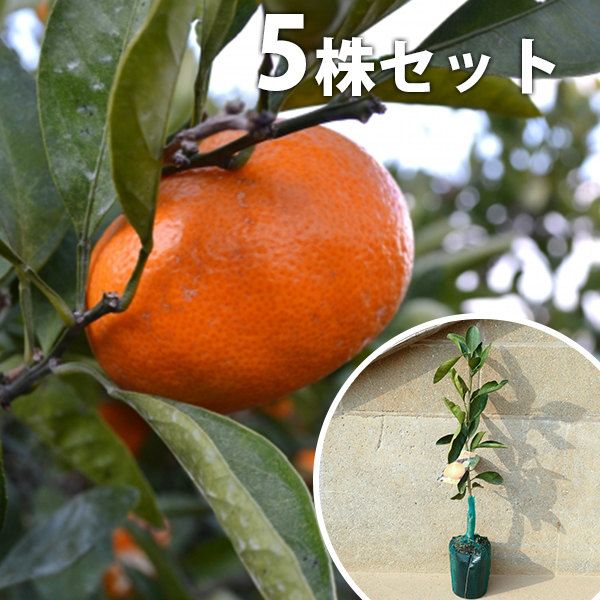 苗 苗木 5本セット 柑橘 べにばえ PVP 樹高0.4 m前後 15 cmポット ベニバエ みかん 接ぎ木 登録品種 みかんの木 1年生 海外持出禁止 素掘りポット苗 果樹苗 果樹 果樹園用 植木 木 kd 5本 5