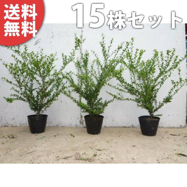 苗 苗木 15本セット マメツゲ 樹高0 3 m前後 15 cmポット まめつげ 植木 庭木 生け垣 kc 15本