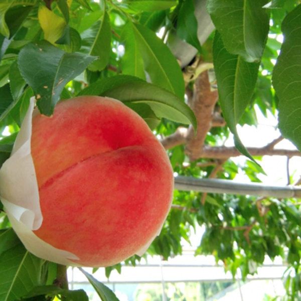 苗|苗木 20本セット 桃 あかつき 樹高0.6 m前後 15 cmポット アカツキ モモ 接ぎ木 苗木 1年生 苗 素掘りポット苗 果樹苗 果樹 果樹園用 植木 木 kd 20本 20