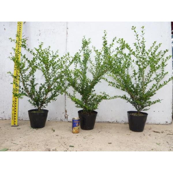 苗 苗木 30本セット マメツゲ 樹高0 3 m前後 15 cmポット まめつげ 植木 庭木 生け垣 kc 30本 30