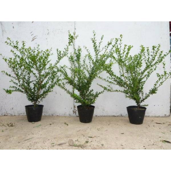 苗|苗木 30本セット マメツゲ 樹高0.3 m前後 15 cmポット まめつげ 苗木 苗 植木 庭木 生け垣 kc 30本 30