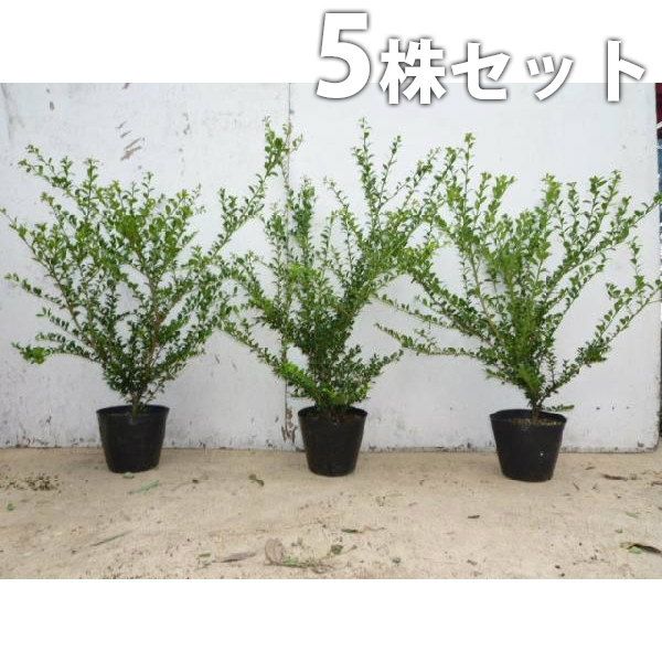 BAD MEDICINE バディスン 柳遼太 アクスタ 缶バッジ BAD MEDICINE