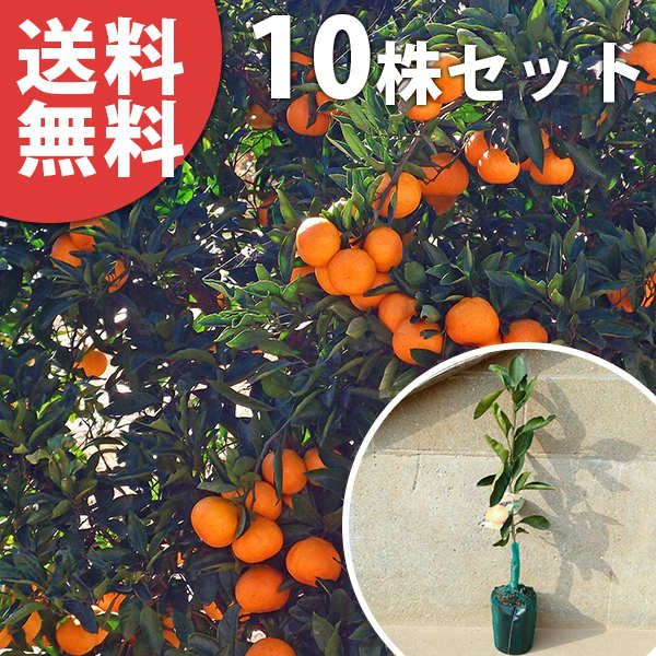 苗 苗木 10本セット 柑橘 みはや PVP 樹高0 4 m前後 15 cmポット ミハヤ みかん 接ぎ木 登録品種 みかんの木 1年生 海外持出禁止 素掘りポット苗 果樹苗 果樹 果樹園用 植木 木 kd 10本 10