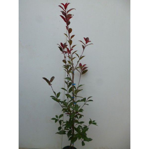 苗 苗木 16本セット レッドロビン 樹高0.8 m前後 15 cmポット ベニカナメモチ ベニカナメ れっどろびん 垣根 生垣用 生垣 植木 庭木 生け垣 kc 16本 16