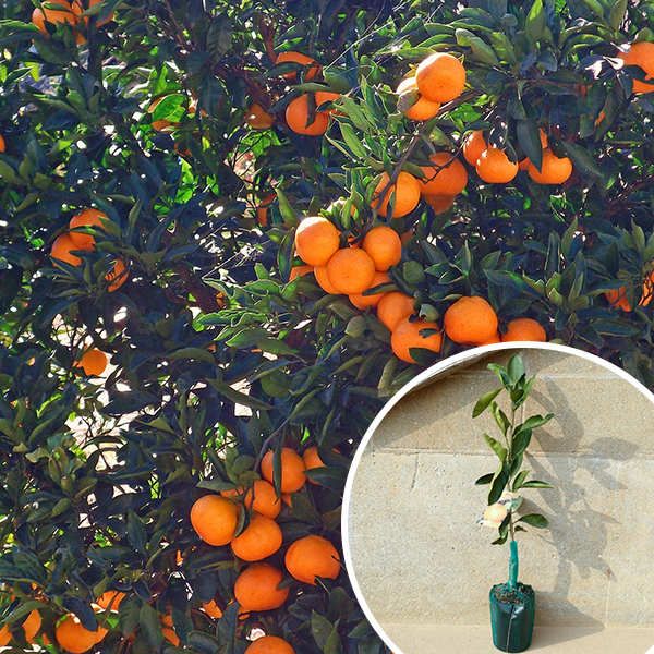 苗|苗木 30本セット 柑橘 みはや PVP 樹高0.4 m前後 15 cmポット ミハヤ みかん 接ぎ木 登録品種 みかんの木 苗木 1年生 苗 海外持出禁止 素掘りポット苗 果樹苗 果樹 果樹園用 植木 木 kd 30本 30