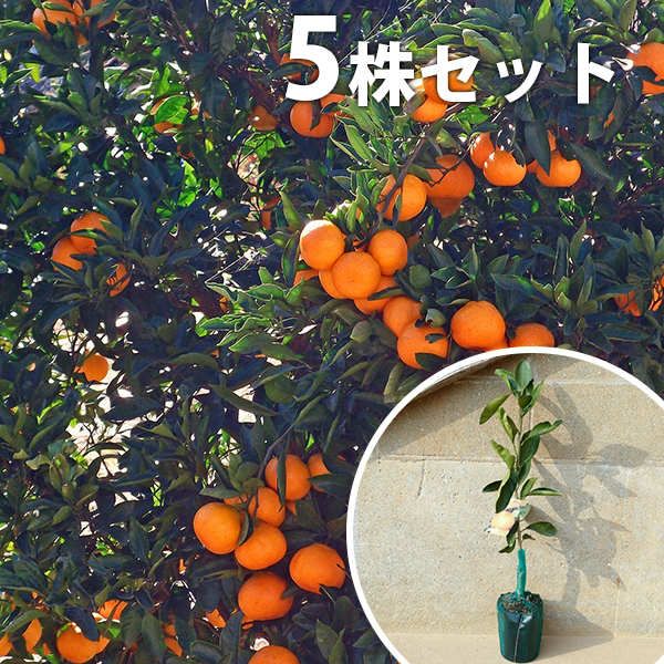 苗|苗木 5本セット 柑橘 みはや PVP 樹高0.4 m前後 15 cmポット ミハヤ みかん 接ぎ木 登録品種 みかんの木 苗木 1年生 苗 海外持出禁止 素掘りポット苗 果樹苗 果樹 果樹園用 植木 木 kd 5本 5
