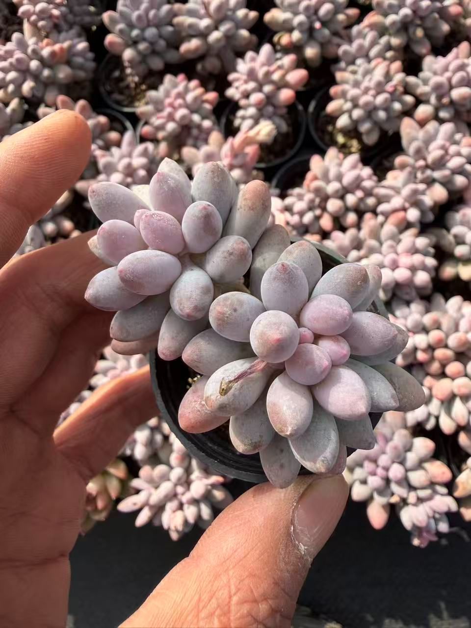 限定セール【54鉢の土鉢付きセット】ベビーフィンガー 多肉植物 佐川