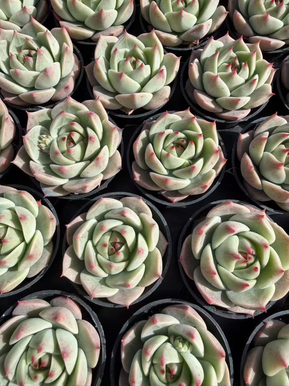 限定セール【54鉢の土鉢付きセット】グリーンティー 多肉植物 佐川急便