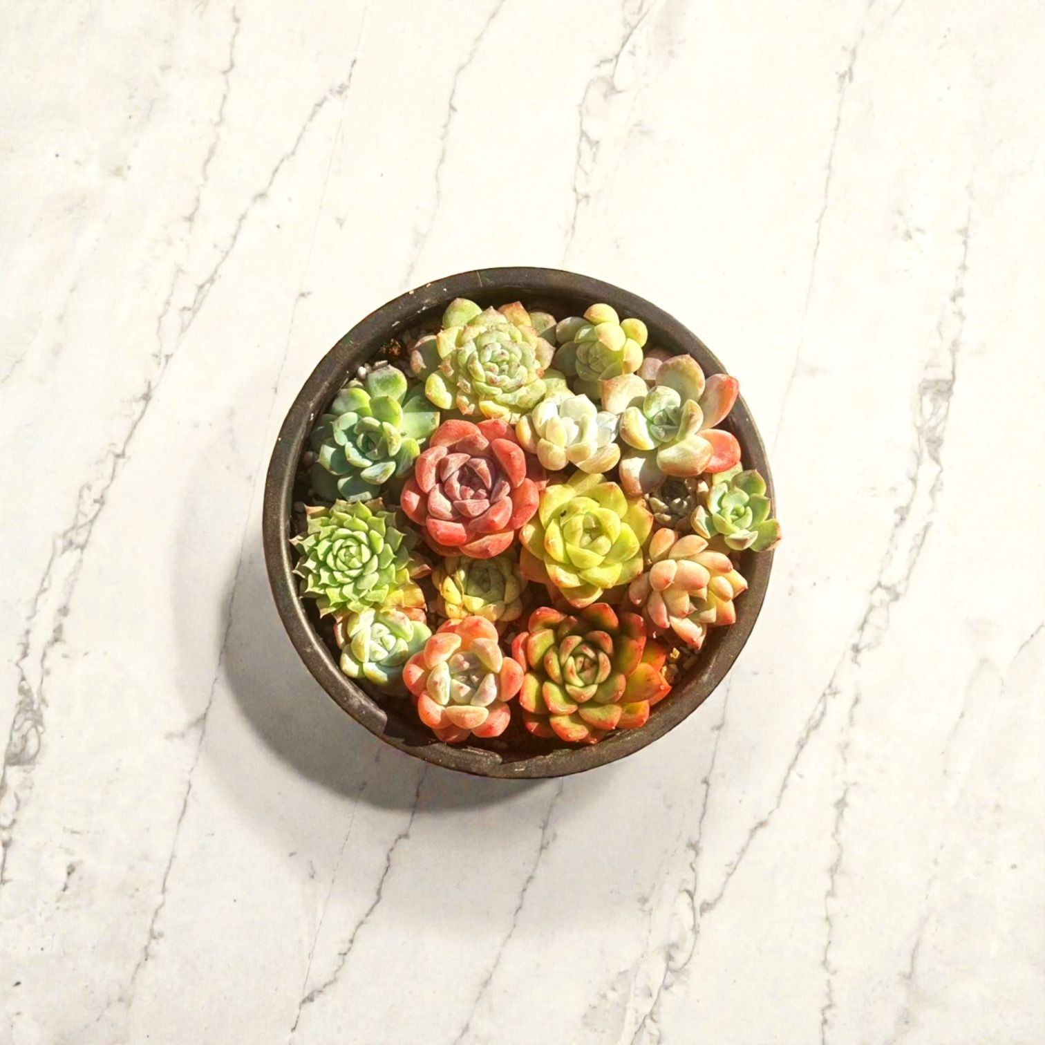 🌸多肉植物カット苗寄せ植え そのまま飾れる完成品🌸 - メルカリ