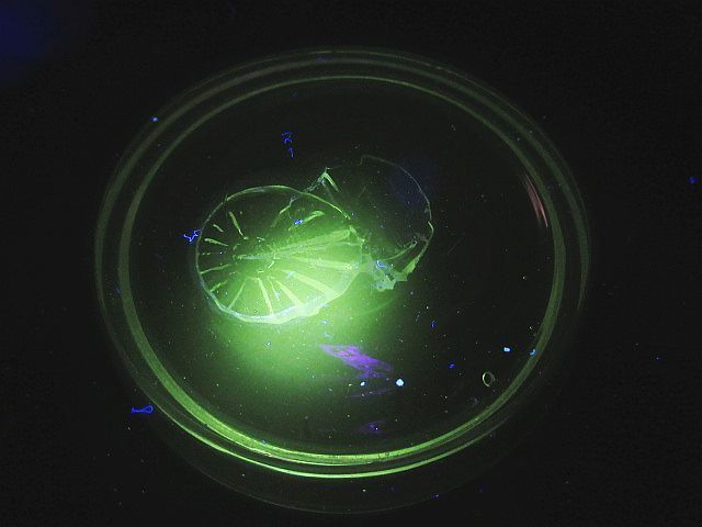 明治～大正時代 アンティーク