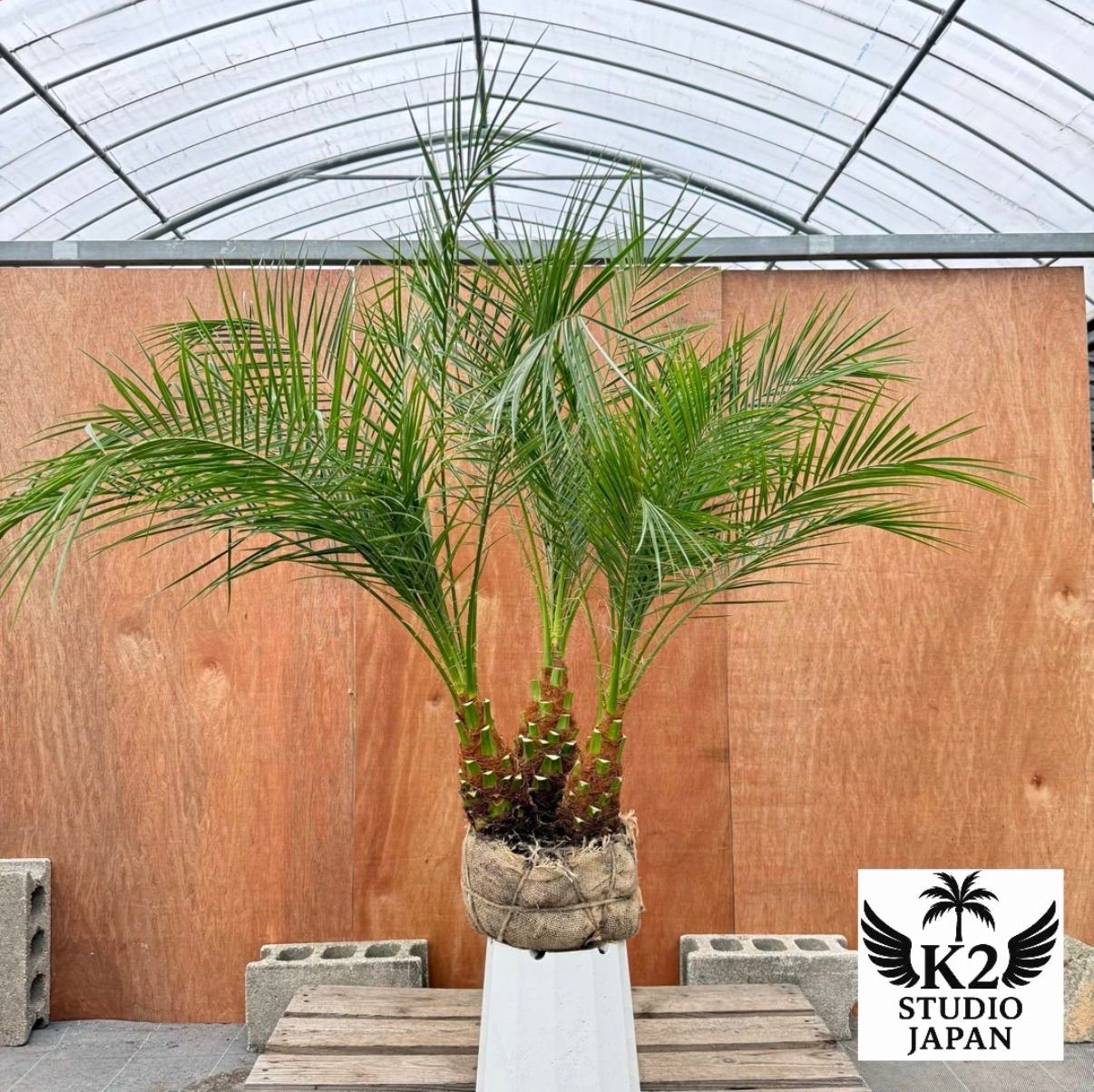 限定株】フェニックス・ロベレニー🌴 3本立ち 希少な極太幹✨ 葉先約