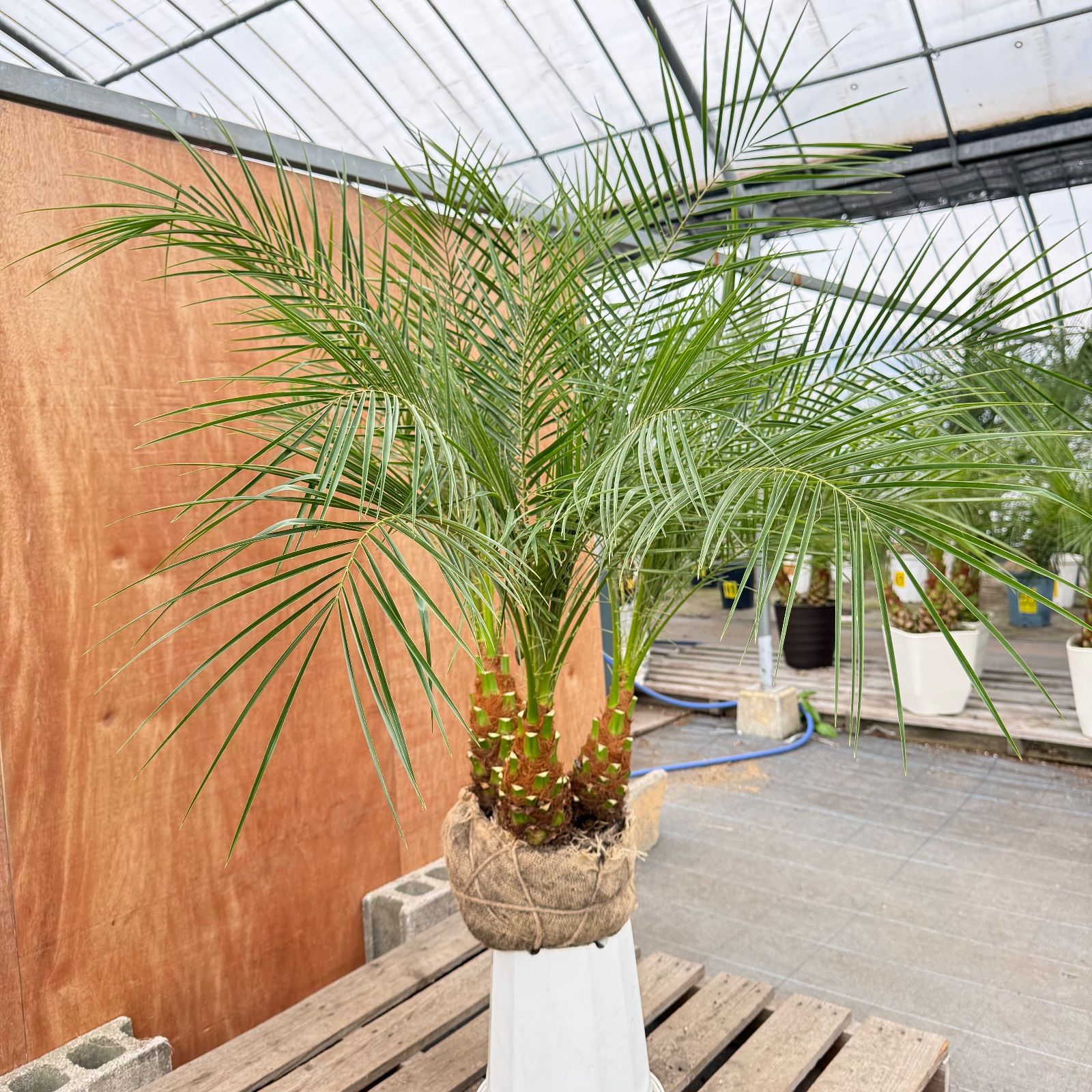 限定株】フェニックス・ロベレニー🌴 3本立ち 希少な極太幹✨ 葉先約