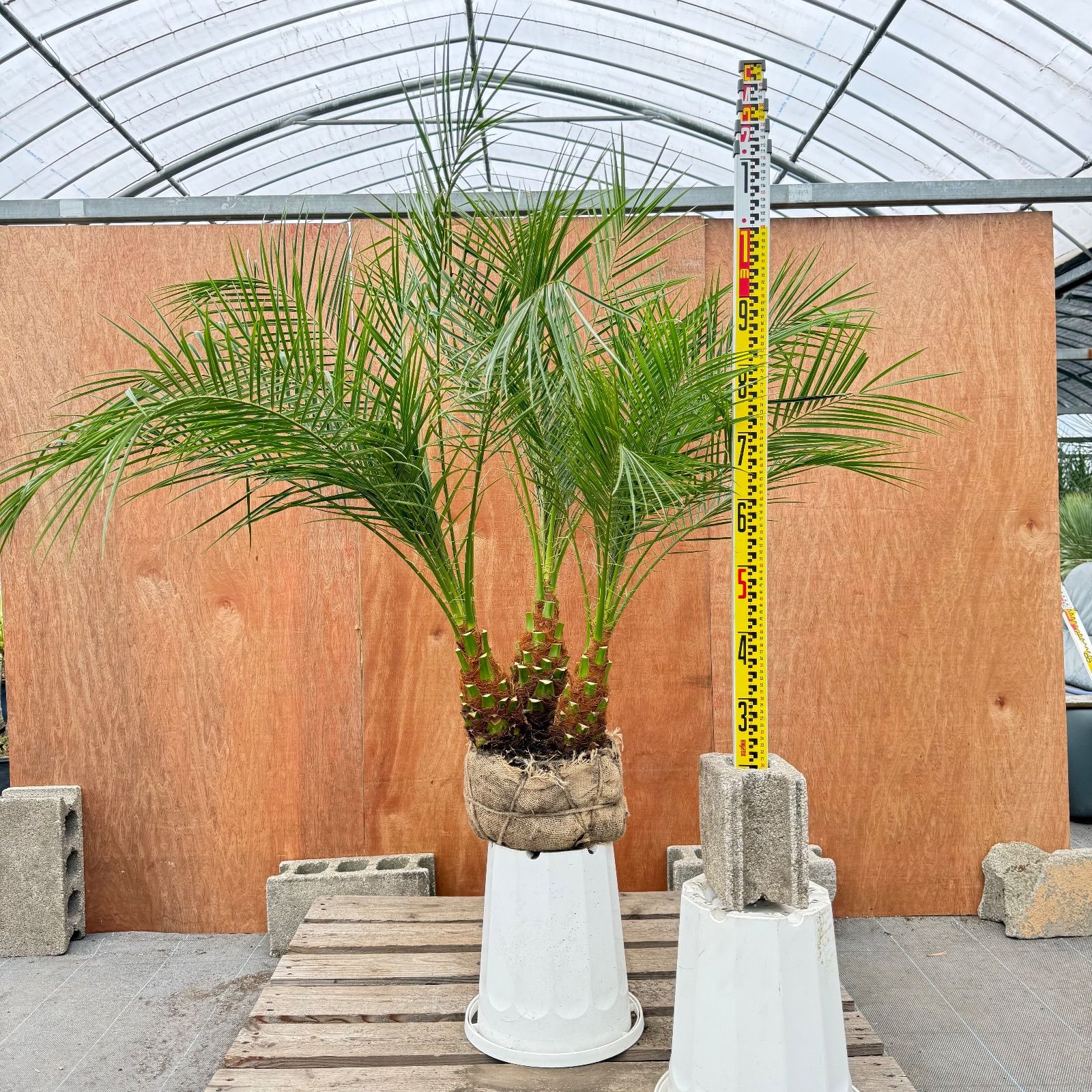 限定株】フェニックス・ロベレニー🌴 3本立ち 希少な極太幹✨ 葉先約