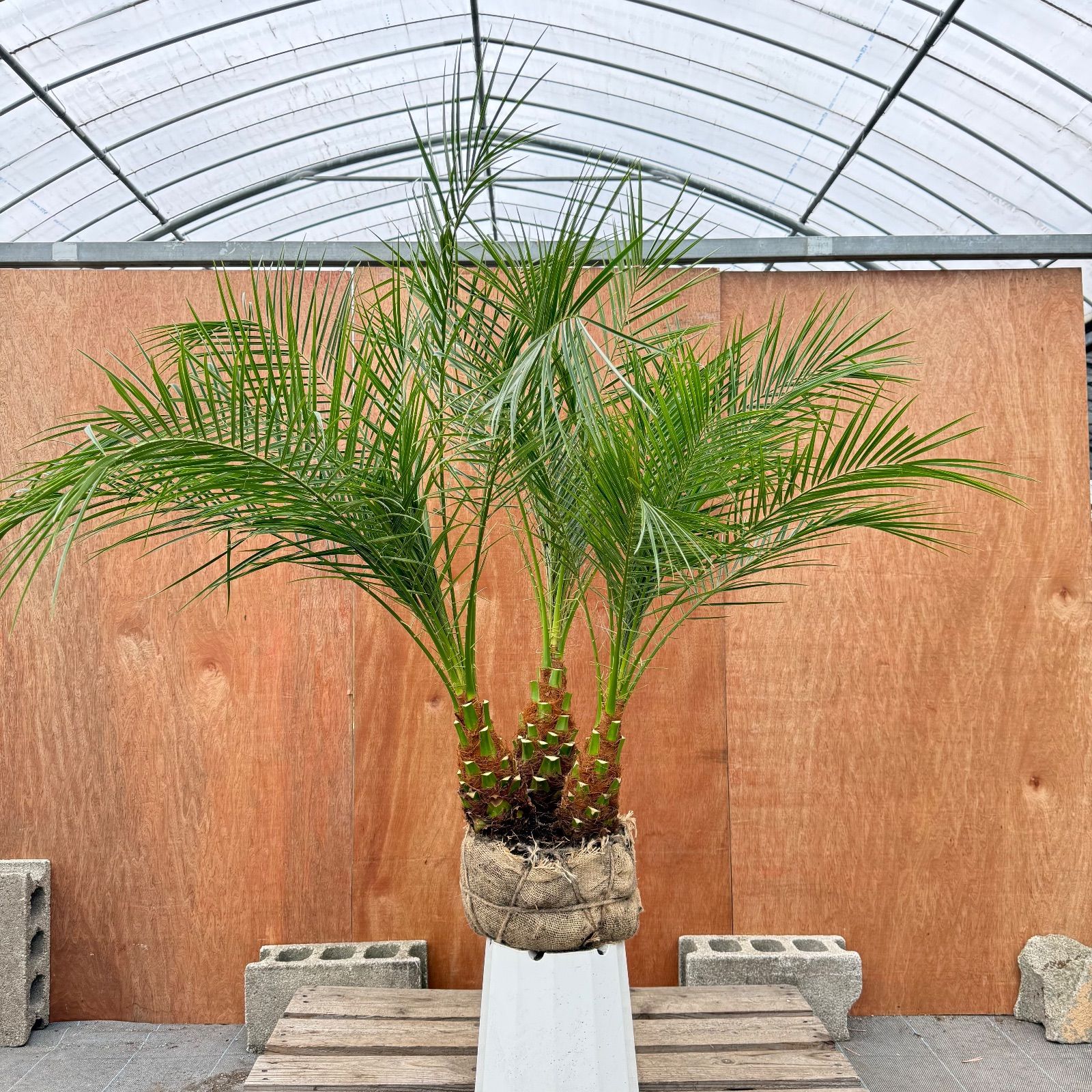 限定株】フェニックス・ロベレニー🌴 3本立ち 希少な極太幹✨ 葉先約