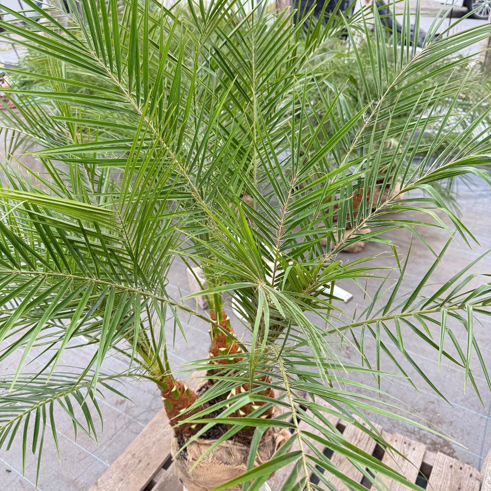 限定株】フェニックス・ロベレニー🌴 3本立ち 希少な極太幹✨ 葉先約