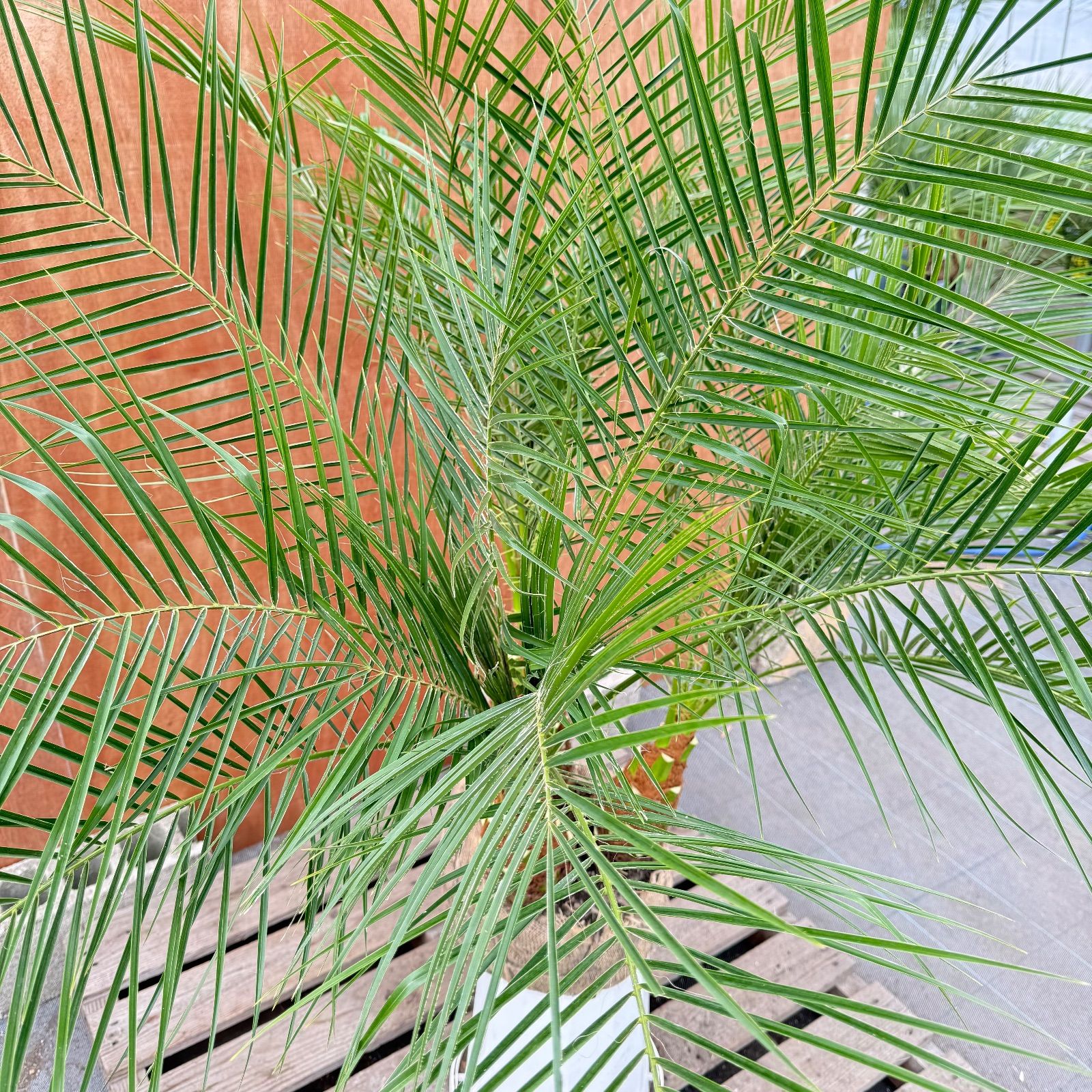 限定株】フェニックス・ロベレニー🌴 3本立ち 希少な極太幹✨ 葉先約