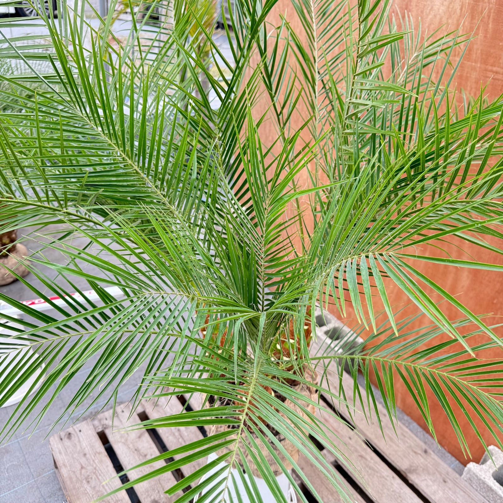 限定株】フェニックス・ロベレニー🌴 3本立ち 希少な極太幹✨ 葉先約