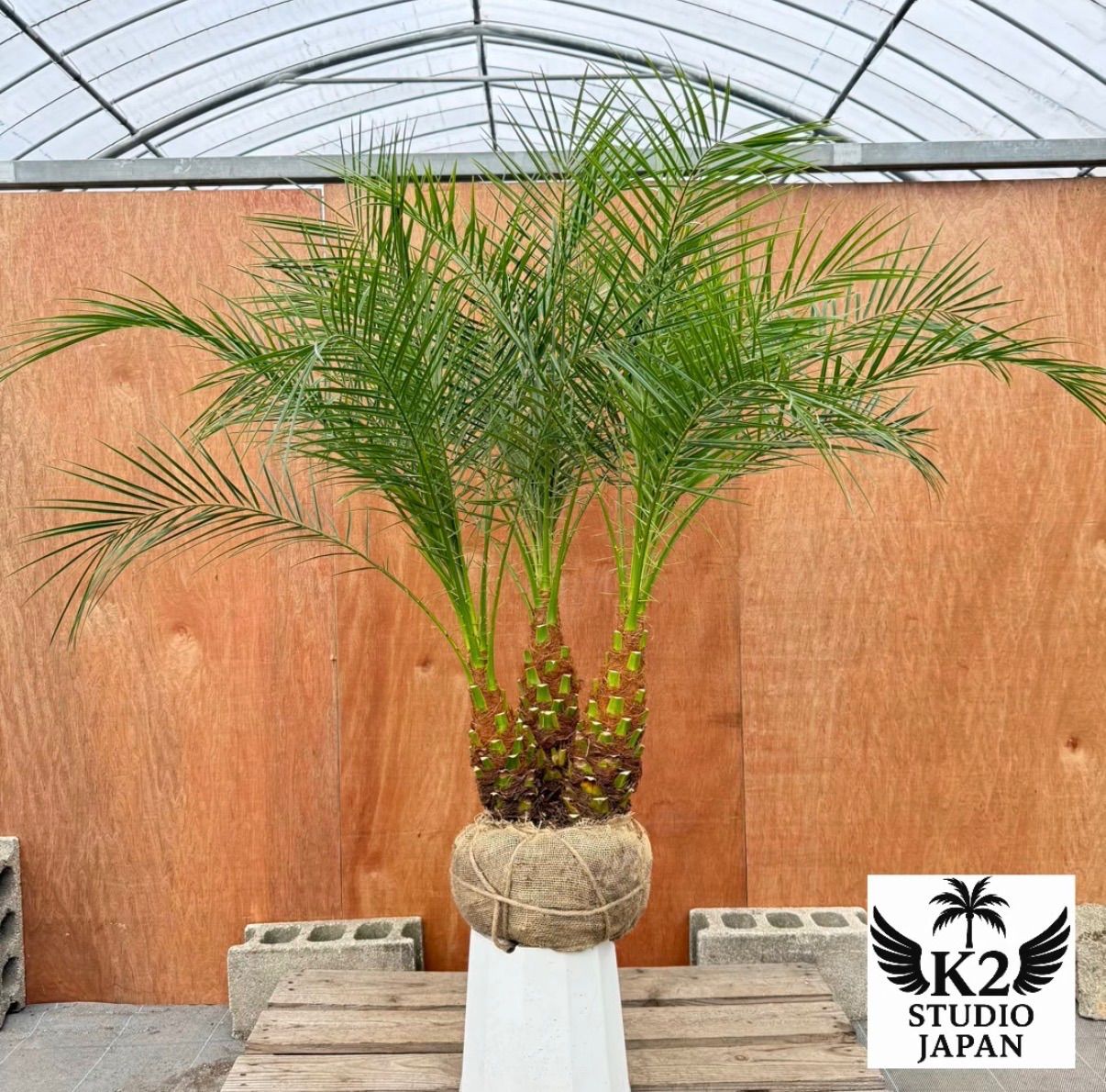 限定株】フェニックス・ロベレニー🌴 3本立ち 希少な極太幹✨ 葉先約