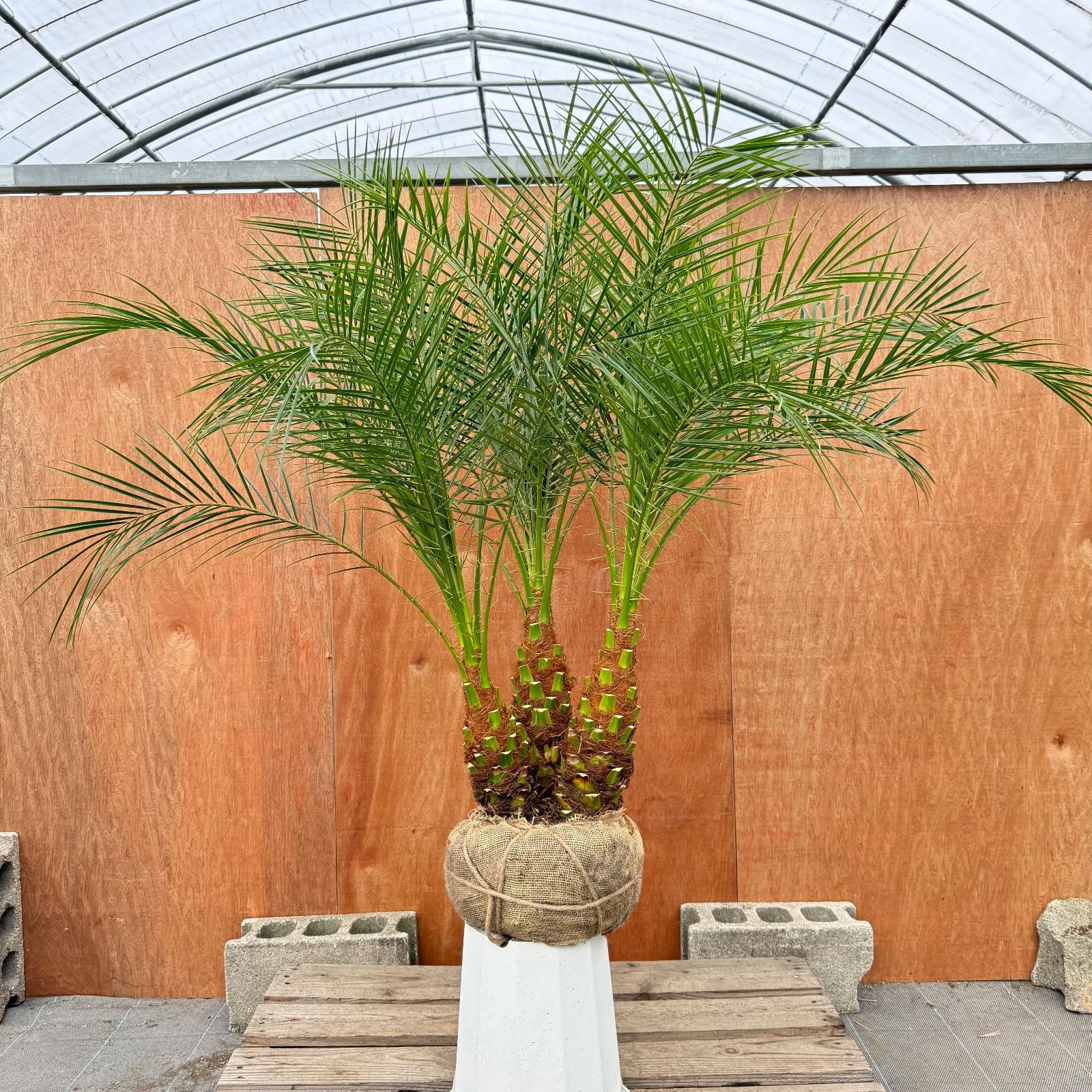 限定株】フェニックス・ロベレニー🌴 3本立ち 希少な極太幹✨ 葉先約