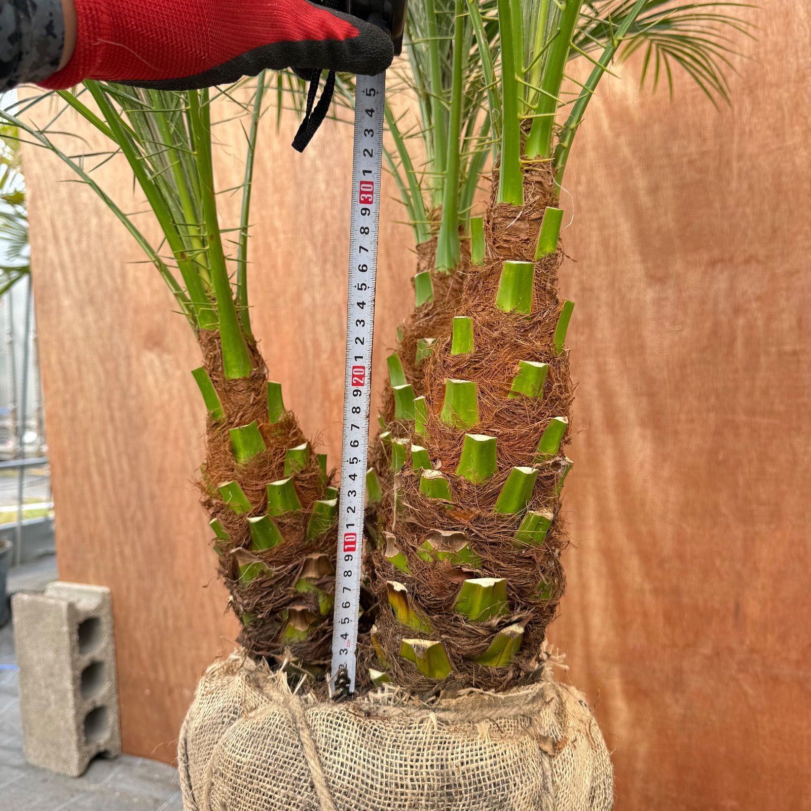 限定株】フェニックス・ロベレニー🌴 3本立ち 希少な極太幹✨ 葉先約