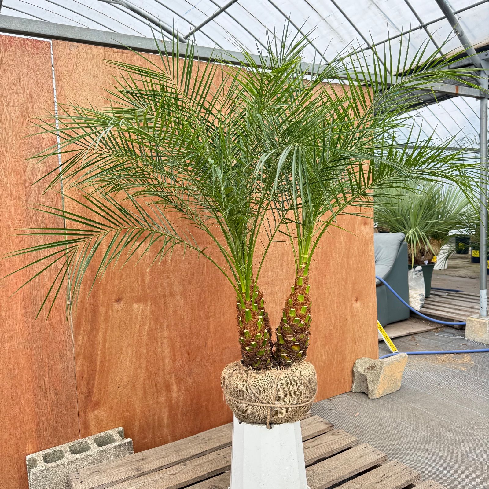 限定株】フェニックス・ロベレニー🌴 3本立ち 希少な極太幹✨ 葉先約