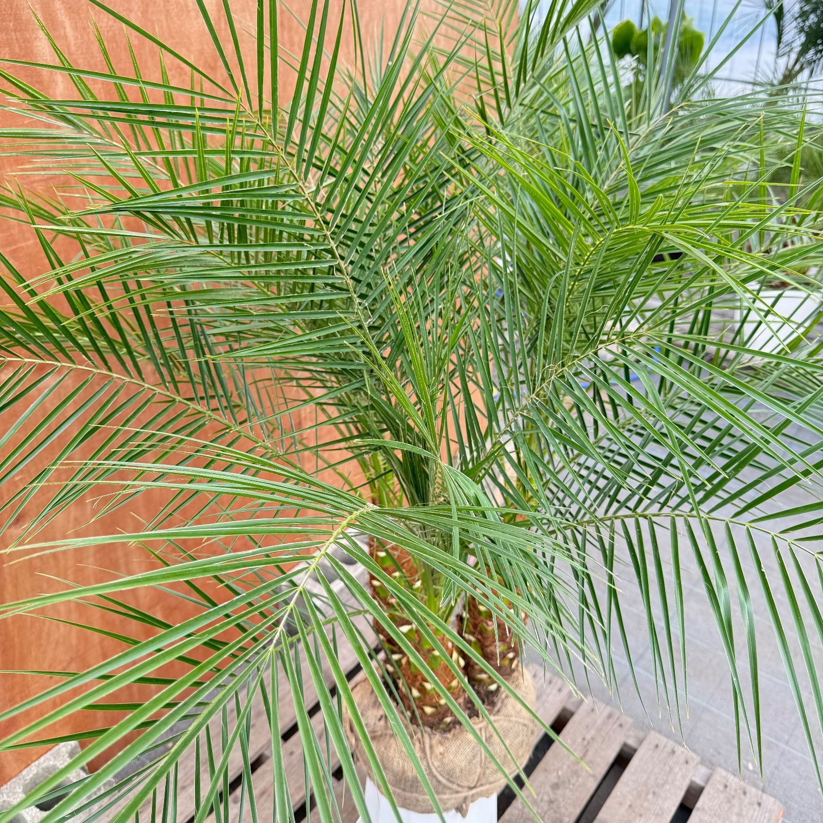 限定株】フェニックス・ロベレニー🌴 3本立ち 希少な極太幹✨ 葉先約