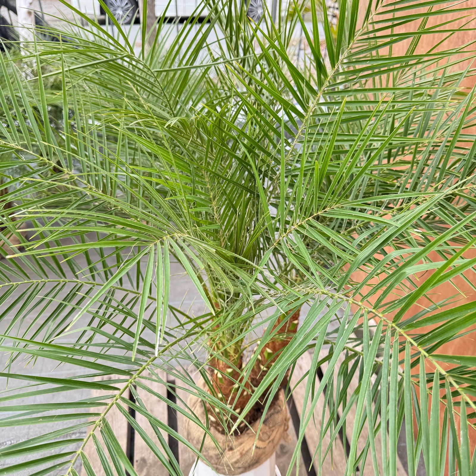 限定株】フェニックス・ロベレニー🌴 3本立ち 希少な極太幹✨ 葉先約