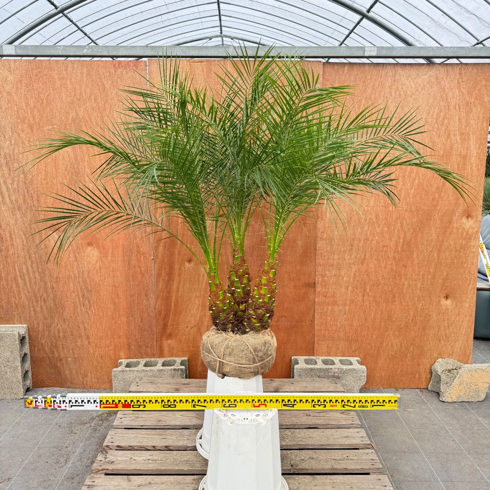 限定株】フェニックス・ロベレニー🌴 3本立ち 希少な極太幹✨ 葉先約