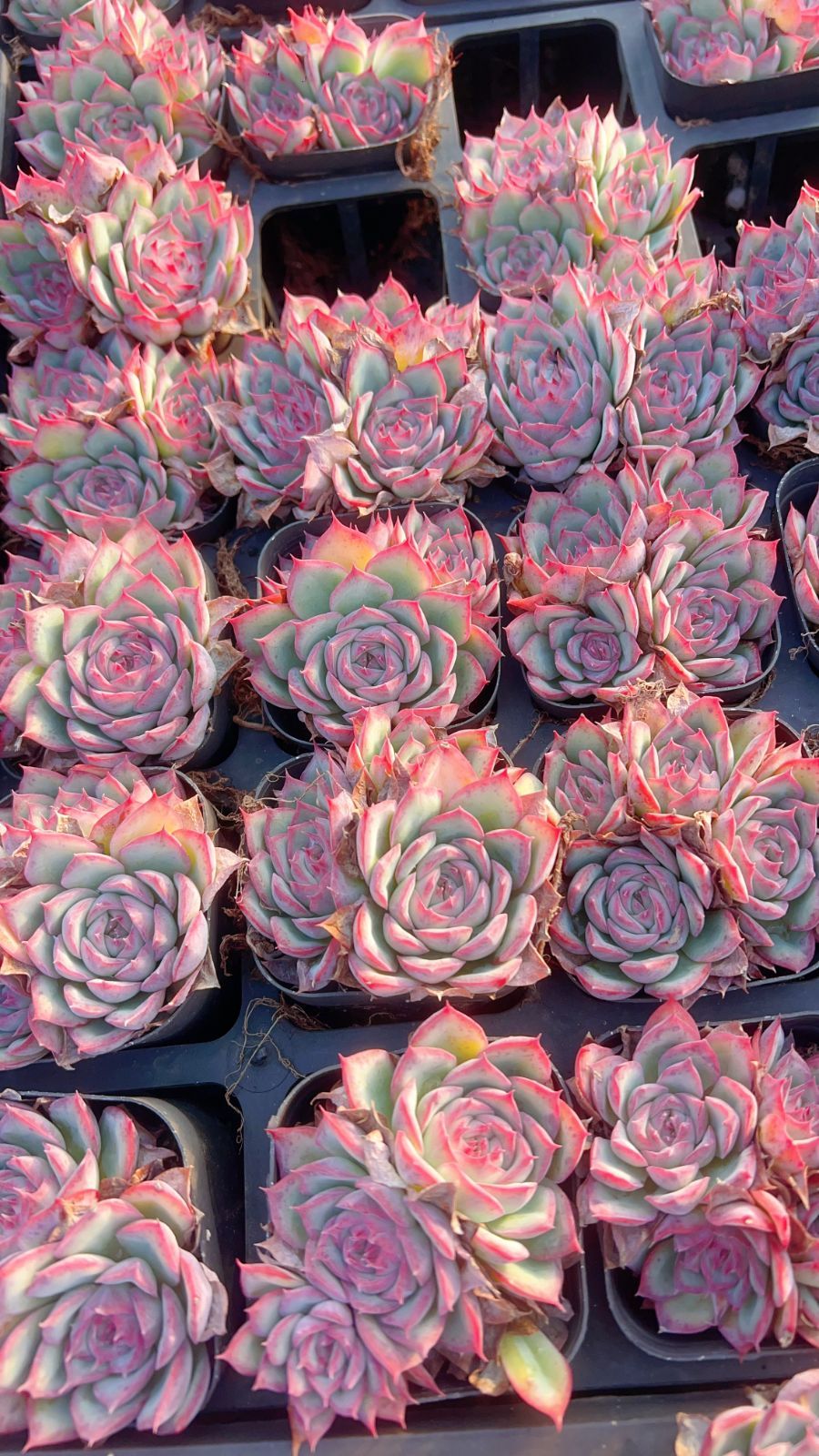 35株の抜き苗セット】粉月影群生 多肉植物 佐川急便発送 エケベリア