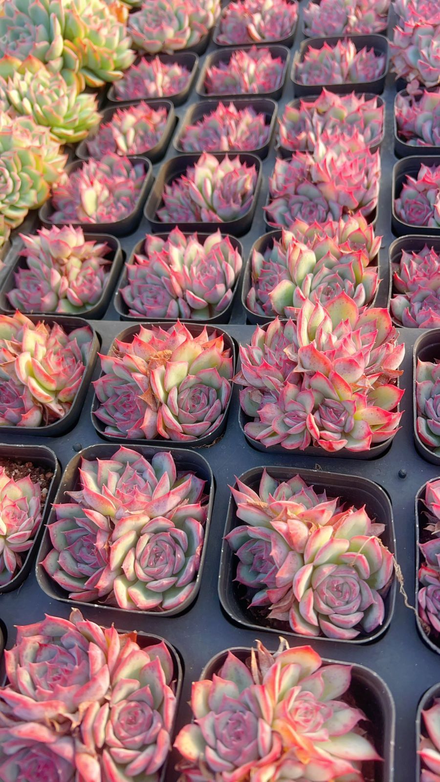 35株の抜き苗セット】粉月影群生 多肉植物 佐川急便発送 エケベリア