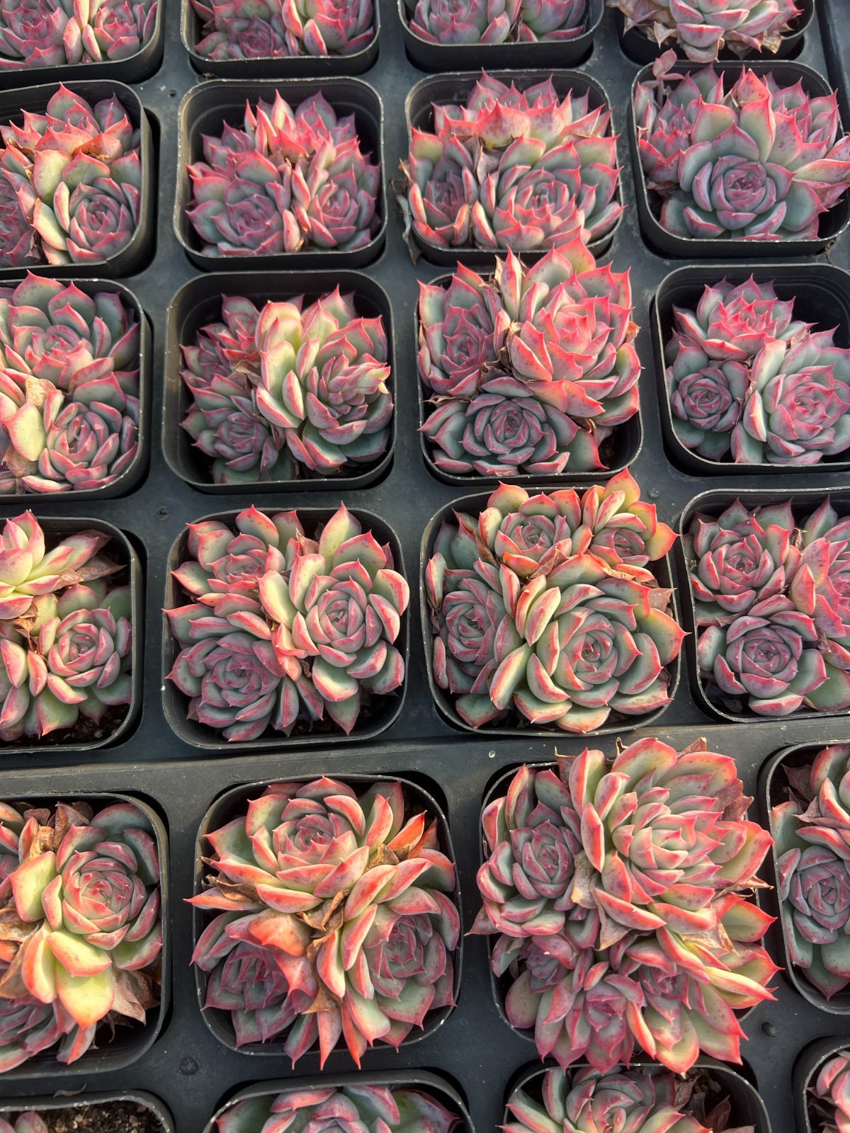 35株の抜き苗セット】粉月影群生 多肉植物 佐川急便発送 エケベリア