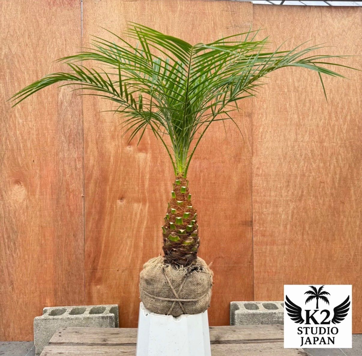 ルミトン 300本セット