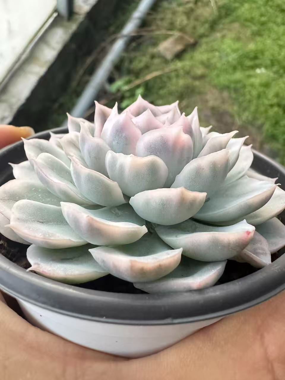 Top【選抜株】多肉植物　22021 スノーボール 錦12個　鉢無し/脱土 発根済カット苗 スノーボール 錦 Echeveria 'Snowball Variegated