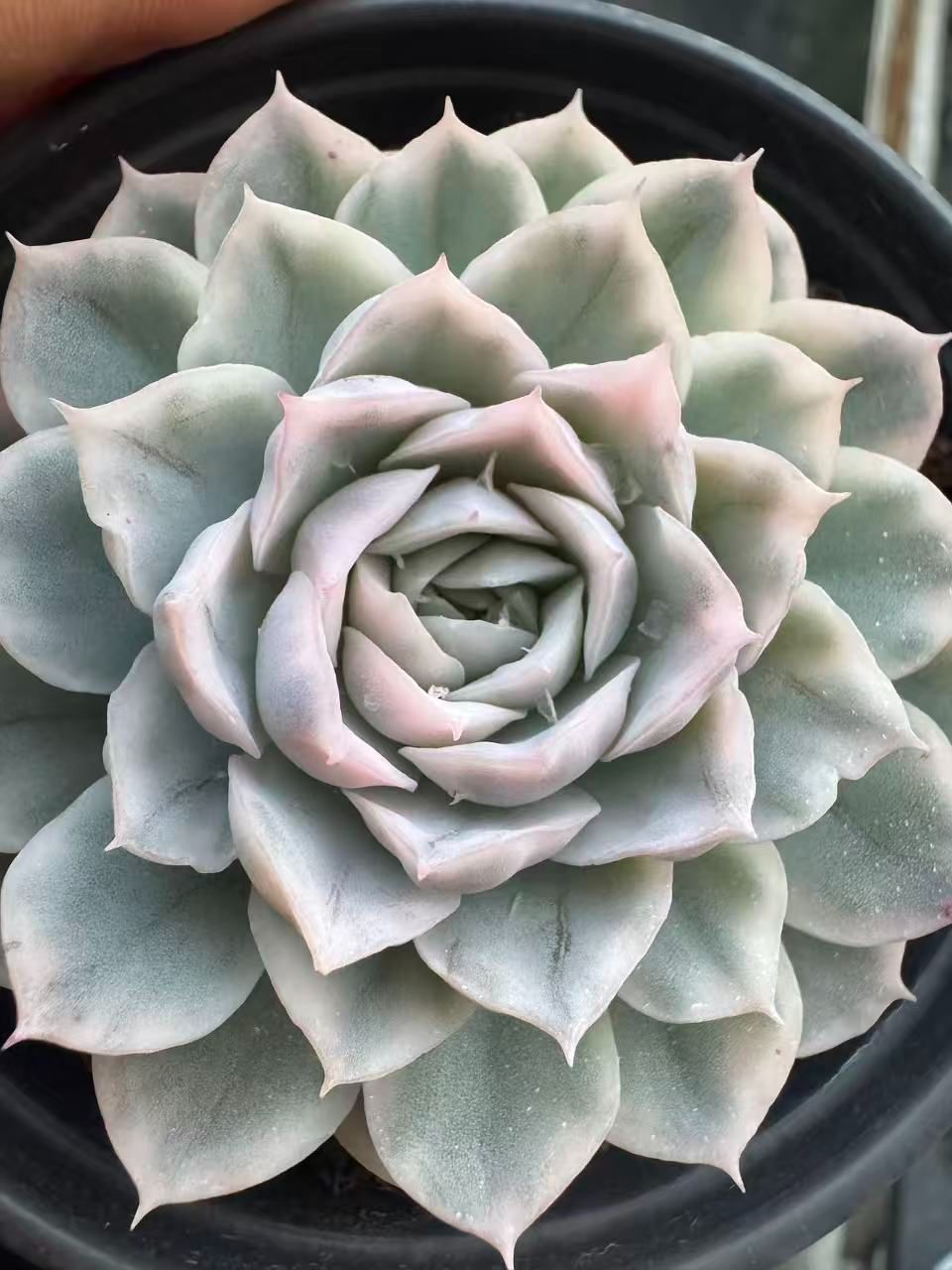 Top【選抜株】多肉植物　22021 スノーボール 錦12個　鉢無し/脱土 18株の抜き苗セット】スノーボール錦 多肉植物 佐川急便発送