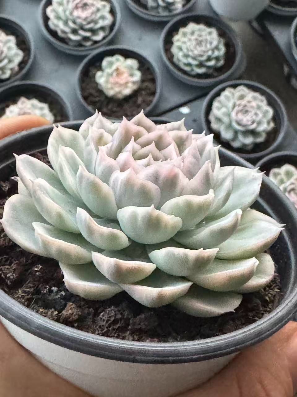 18株の抜き苗セット】スノーボール錦 多肉植物 佐川急便発送