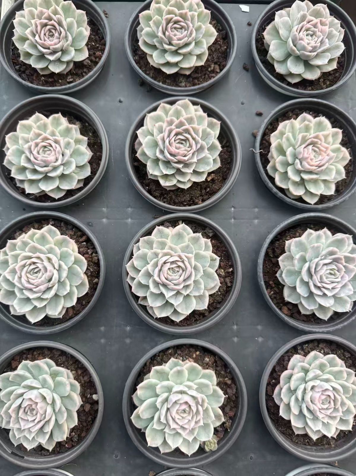 18株の抜き苗セット】スノーボール錦 多肉植物 佐川急便発送