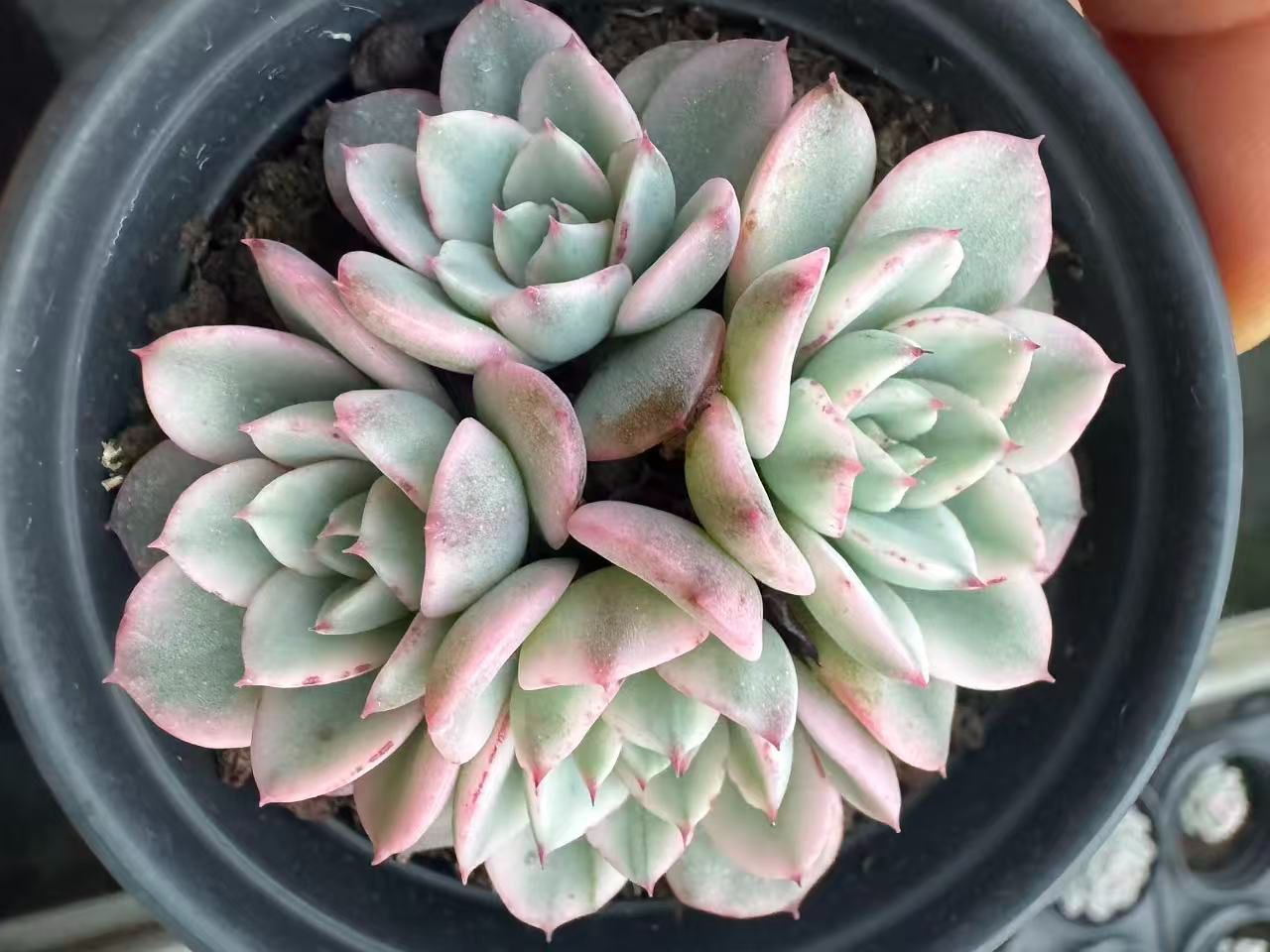 18株の抜き苗セット】アトランティス錦 多肉植物 佐川急便発送